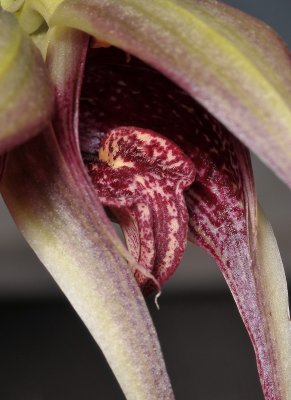 Bulbophyllum reticulatum. Close-up lip.