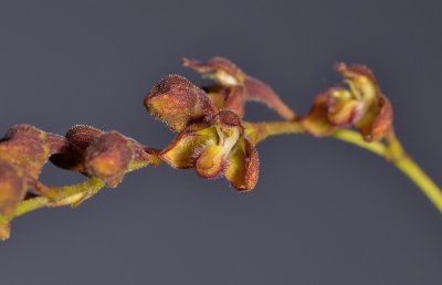 Bulbophyllum sp. sect. Hirtula. Closer.