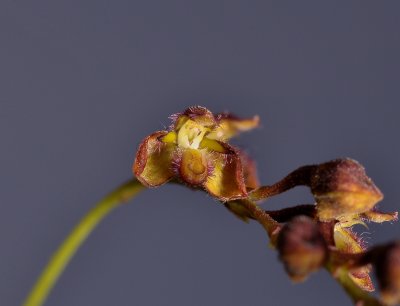 Bulbophyllum sp. sect. Hirtula. Close-up.