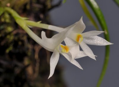 Dendrobium masarangense. Closer.