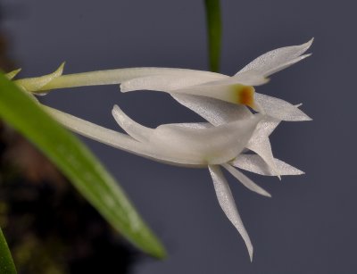 Dendrobium masarangense. Close-up side.