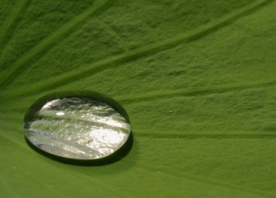 Drop on lotus leaf.