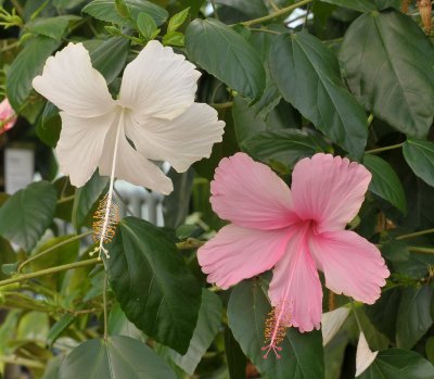 Hibiscus rosa-sinensis Two colours on one schrub.