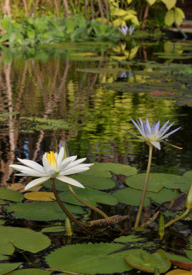 Nymphaea lotus var. thermalis and Nymphaea caerulea.