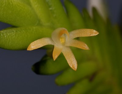 Angraecum podochiloides. Close-up.