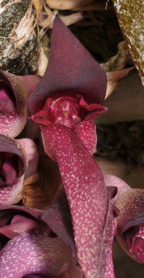 Bulbophyllum fletcherianum. Close-up.