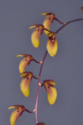 Bulbophyllum hengstumianum. Closer.