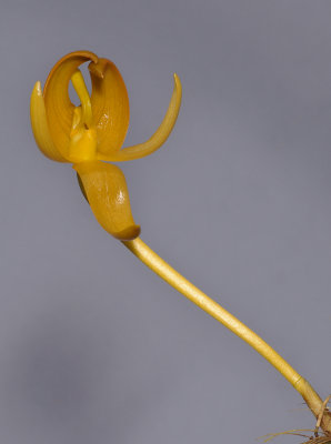 Bulbophyllum macranthoides subsp. macranthoides