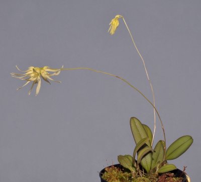 Bulbophyllum purpurascens