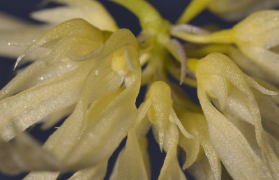 Bulbophyllum purpurascens. Close-up.