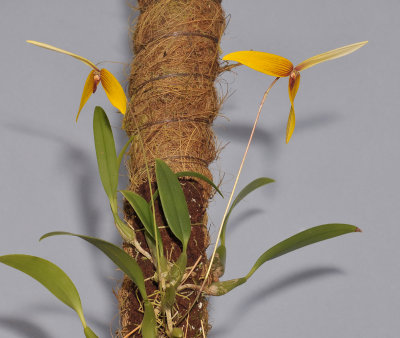 Bulbophyllum quadrangulare
