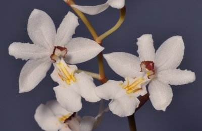 Chelonistele maximae-reginae. Closer.