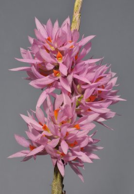 Dendrobium bracteosum. Pink form. Closer.