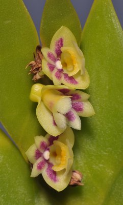 Dendrobium grande. Close-up.