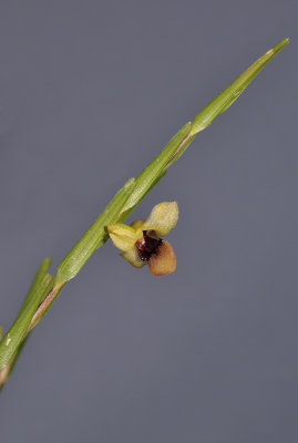 Dendrobium sp. Closer.
