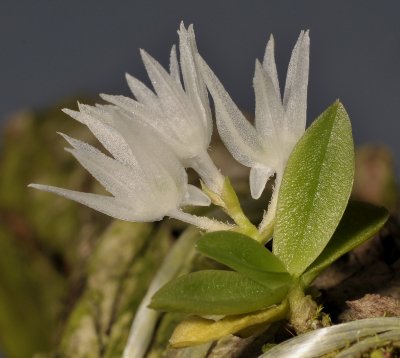 Hymenorchis tanii. Closer.