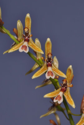 Nabaluia angustifolia. Closer.
