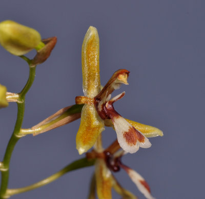 Nabaluia angustifolia. Close-up side.