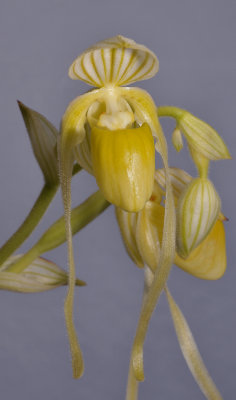 Paphiopedilum philippinense f. alboflavum. Close-up.