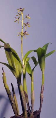 Prosthechea sceptra