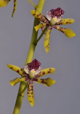 Prosthechea sceptra. Closer.