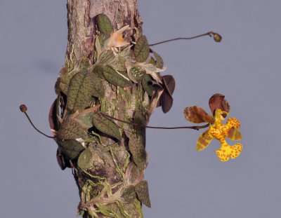 Psychopsis limminghei