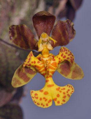 Psychopsis limminghei. Close-up.