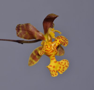 Psychopsis limminghei. Closer.