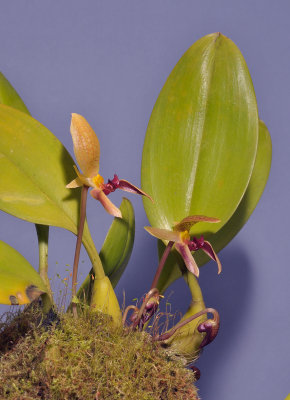 Bulbophyllum hyalosemoides