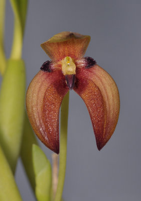 Bulbophyllum lorentzianum. Close-up.