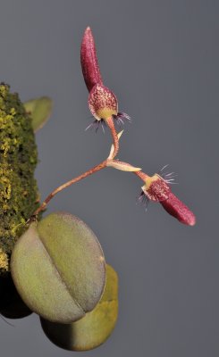 Bulbophyllum mirum. From above.