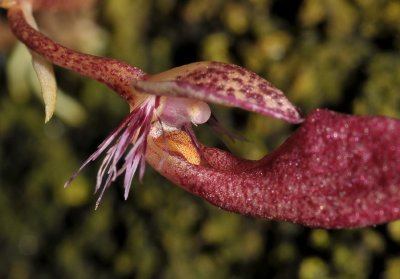 Bulbophyllum mirum. Close-up.