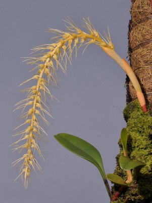 Bulbophyllum sp. Closer.