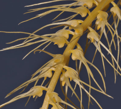 Bulbophyllum sp. Close-up.