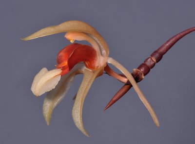 Coelogyne gibbifera. Close-up side.