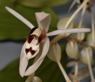 Coelogyne swaniana. Contrasting colour form. Close-up.