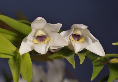 Dendrobium clausum/obliquum