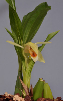 Coelogyne macdonaldii