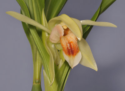 Coelogyne macdonaldii. Closer.