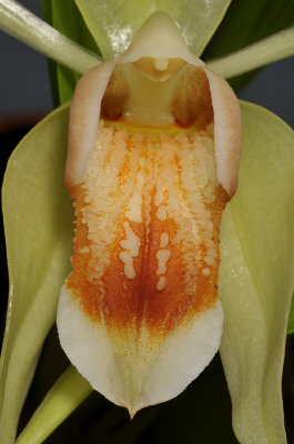 Coelogyne macdonaldii. Close-up lip.