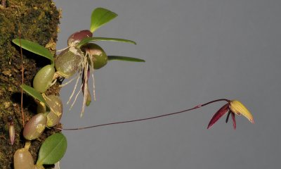 Bulbophyllum josii