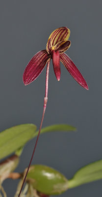 Bulbophyllum josii. Closer.