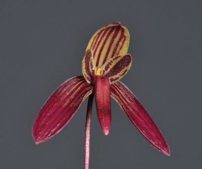 Bulbophyllum josii. Close-up.