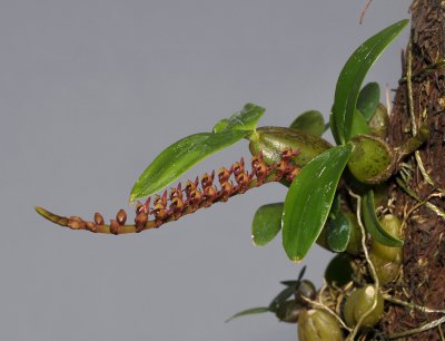 Bulbophyllum resupinatum