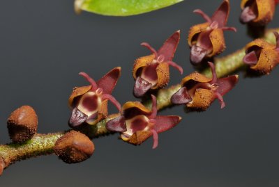 Bulbophyllum resupinatum. Close-up.