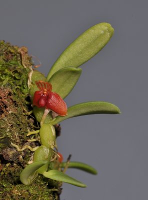Bulbophyllum scabrum