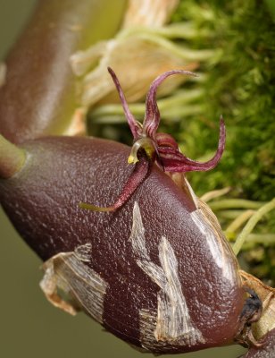 Bulbophyllum sect. Codonosiphon. Side.
