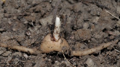 Dactylorhiza praetermissa. Tuber.