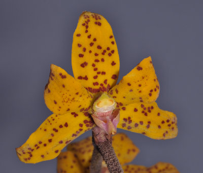 Dimorphorchis lowii. Upper flower.