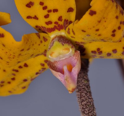 Dimorphorchis lowii. Upper flower close-up.